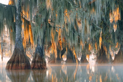 Nature - Circuit Bayous et plantations (Louisiane) 3* New Orleans Etats-Unis