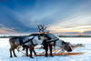 (fictif) - Circuit Charme hivernal de Laponie Ivalo Finlande