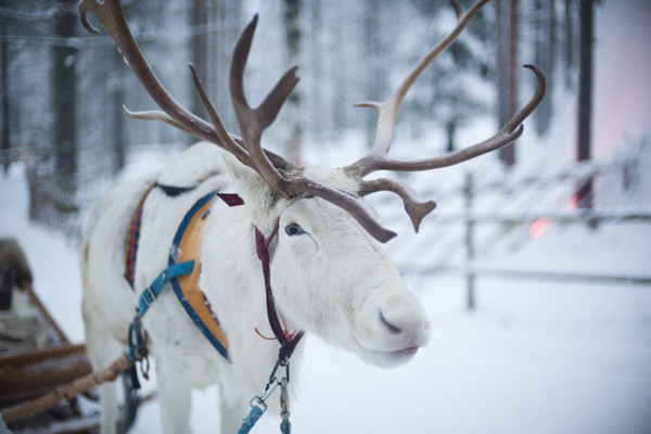 Nature - Circuit Splendeurs de la Laponie Finlandaise Kittila Finlande