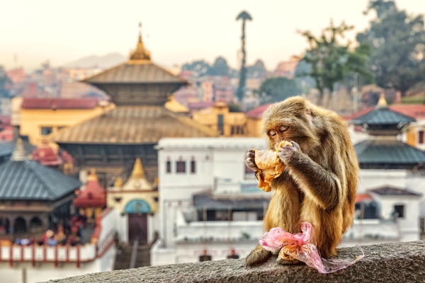 Katmandou - Temple Pashupatinath