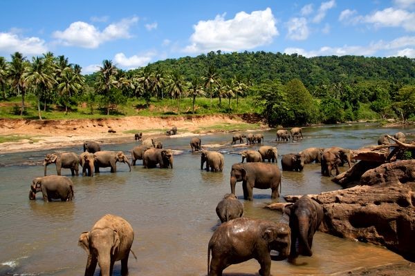 Nature - & Safari Swahili