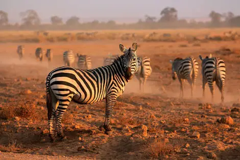 Circuit Neptune Village 4* avec 3 nuits Tsavo Ouest / Amboseli / Tsavo Est Kenya Mombasa
