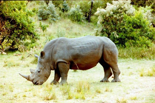 Rhino - Safari Simba