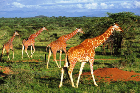 Circuit 1er regard Kenya photo 4