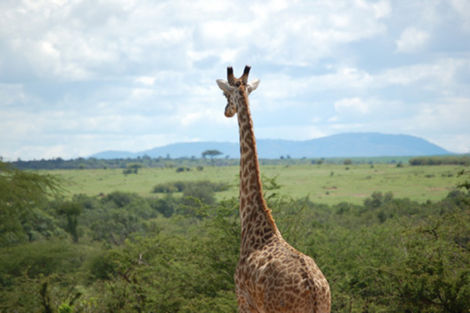 Circuit 1er regard Kenya