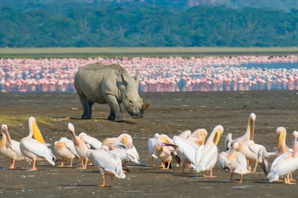 Kenya : Circuit Merveilles du Kenya Mara - Limité à 6 pers./véhicule