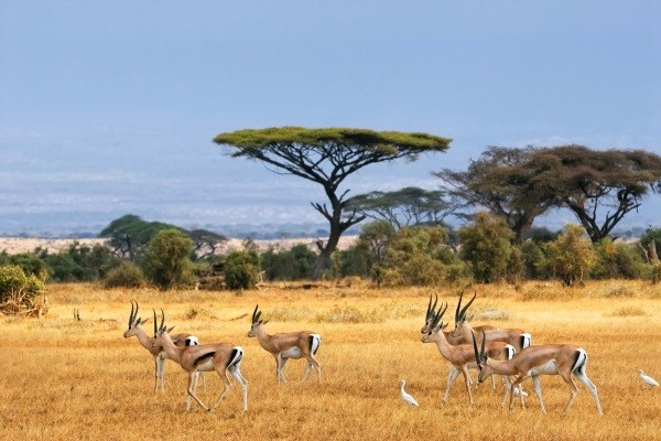 Nature - Circuit Merveilles du Kenya Nairobi Kenya