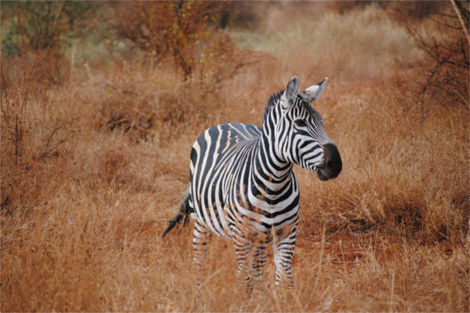 Circuit Les Incontournables du Kenya 3*