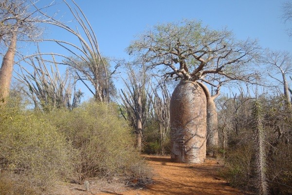 Arbre
