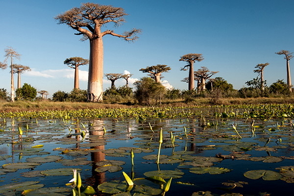 Baobab