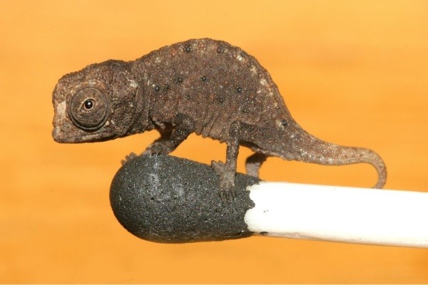 Caméléon