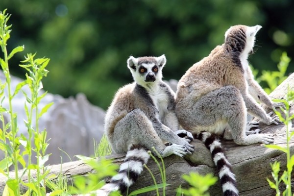 Animaux