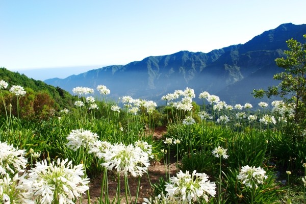 Arrière pays et fleurs