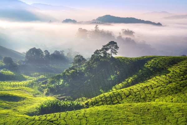 Cameron Highlands