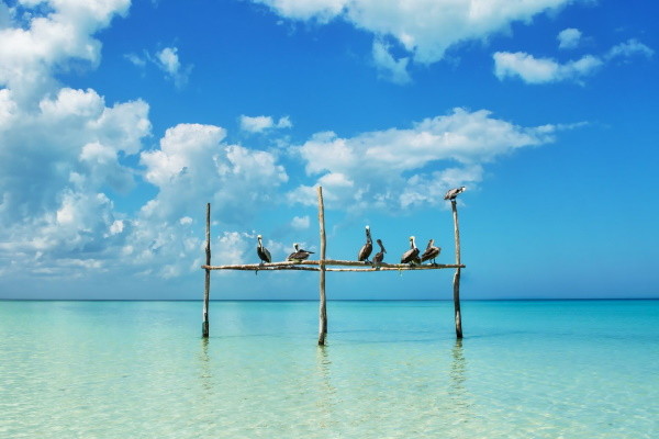 Mexique : Circuit Cap sur le Yucatan extension Holbox 2027
