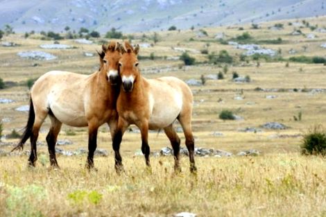 Circuit Impressions de Mongolie photo 3
