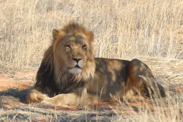 Etosha Génériques