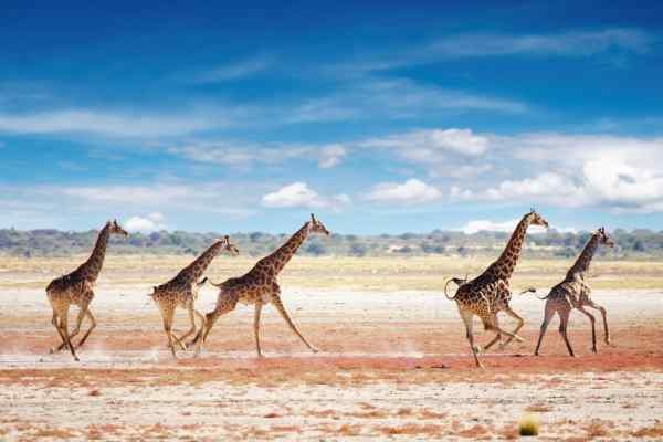 Etosha Génériques