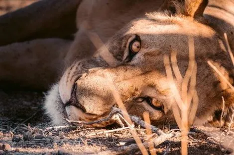 Namibie : Circuit Du Royaume des Animaux aux Sables du Kalahari