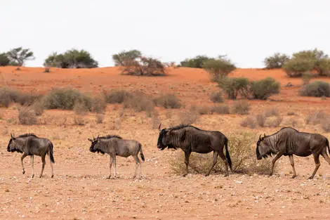 Namibie : Autotour La Namibie sauvage en liberté + pré-tour Fish River Canyon