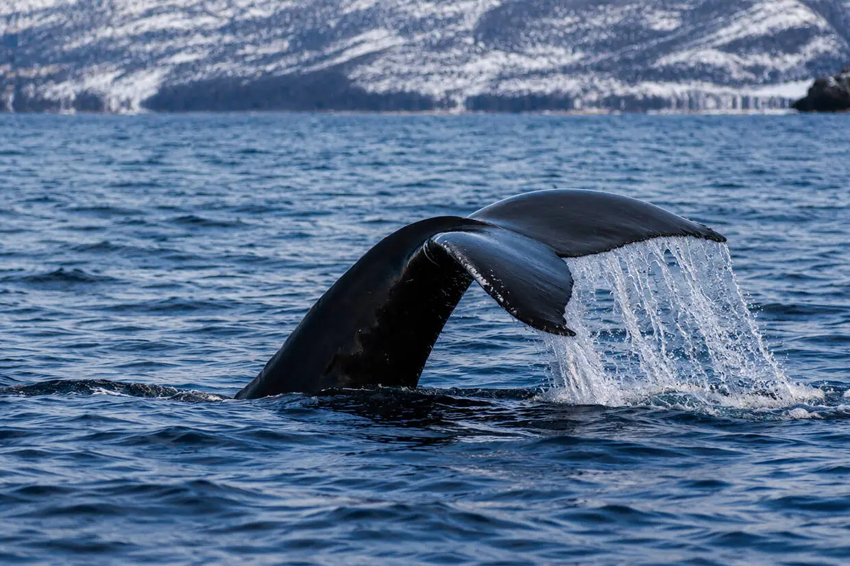 Norvege : Circuit Aventure arctique en Laponie Norvégienne