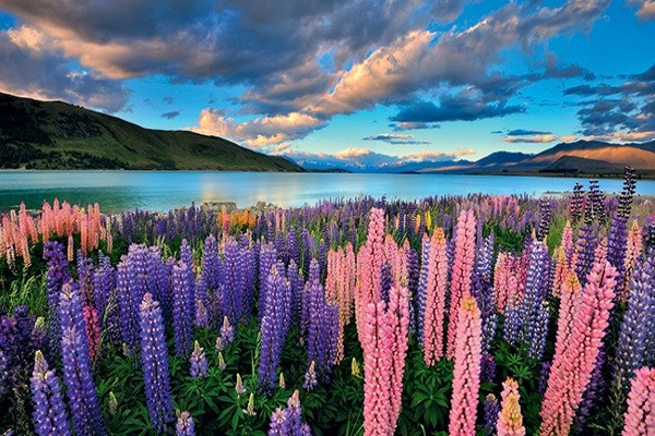 Fleurs