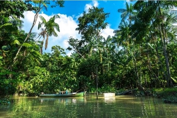 Amazonie