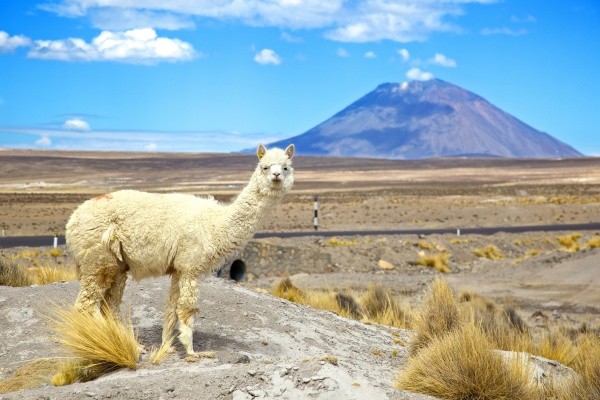 Lama