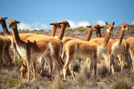 Circuit Pérou Inkassable 3*