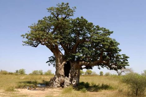 Nature - Merveilles de la Mangrove + Extension Bougainvillées 4* Dakar Senegal