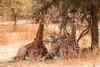 Nature - Lion de Fathala 3* Dakar Senegal