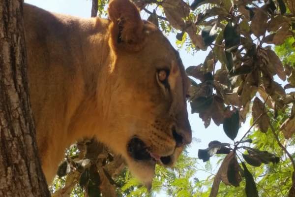 Gros plan sur Lionne