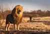 Nature - Circuit Beautés du Sénégal et balade avec les lions de Fathala Dakar Senegal