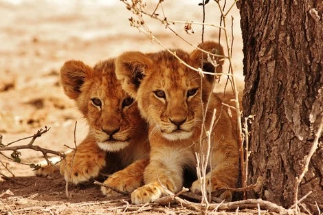 Senegal : Circuit Beautés du Sénégal et balade avec les lions de Fathala en privatif