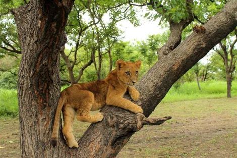 Senegal : Circuit Beautés du Sénégal et balade avec les lions de Fathala