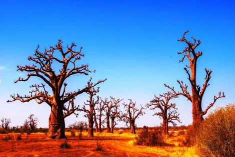 Senegal : Circuit Découverte du Sénégal - Départ les samedis