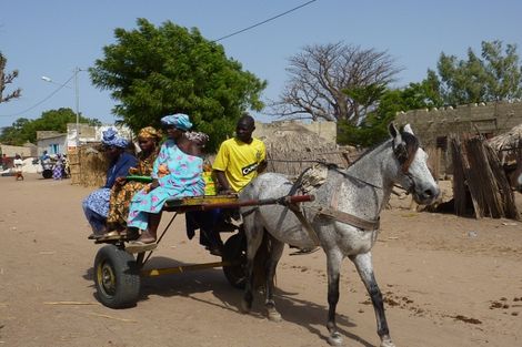 Circuit Tresors du Senegal (circuit privatif) 3* photo 5