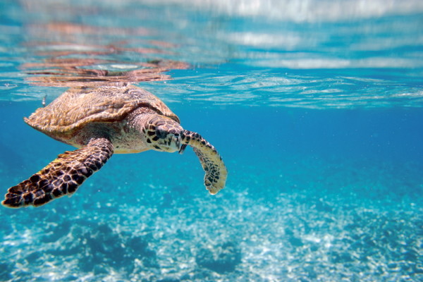 Seychelles : Circuit Magie des Seychelles