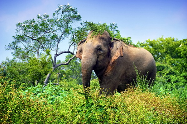 Elephant