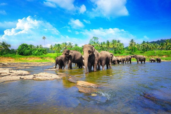Nature - Circuit Splendeurs du Sri Lanka Colombo Sri Lanka