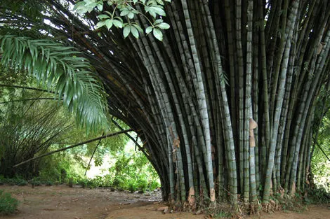 Nature - Circuit Sri Lanka : Ceylan, l'île d'émeraude 3* Colombo Sri Lanka