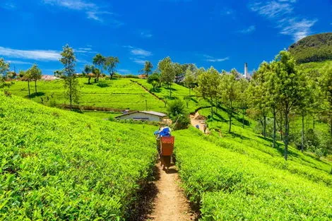 Sri Lanka : Circuit Essentiel du Sri Lanka 3*/4* - Privatif avec Etihad Airways