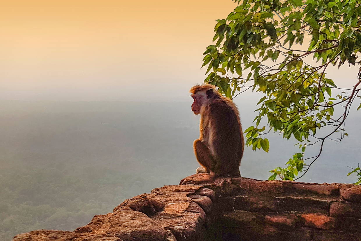 Sri Lanka : Circuit Splendeurs Insolites de Ceylan (collectif)