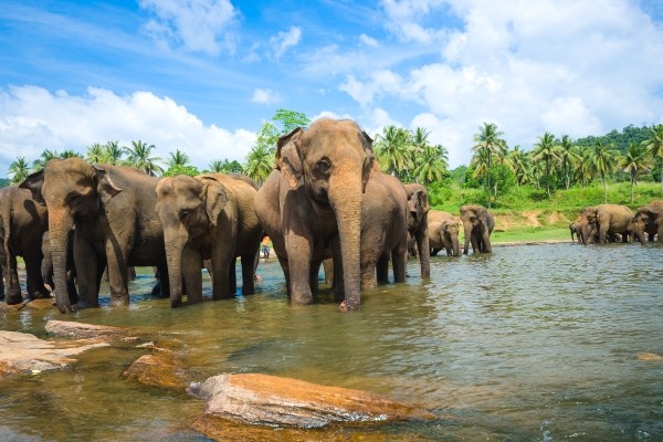 Pinnawela - orphelinat des éléphants
