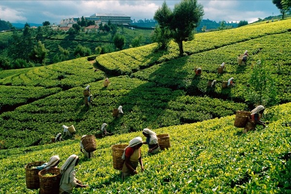 Plantation de Thé