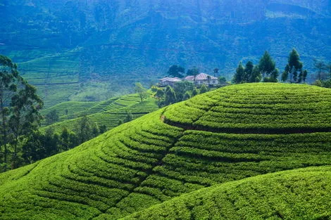 Circuit L'Île au Diamant Vert 4*