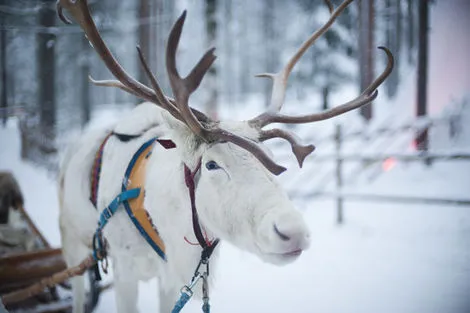 Nature - Circuit La Laponie : L'Hiver lui va comme un Gant! Lulea Suede