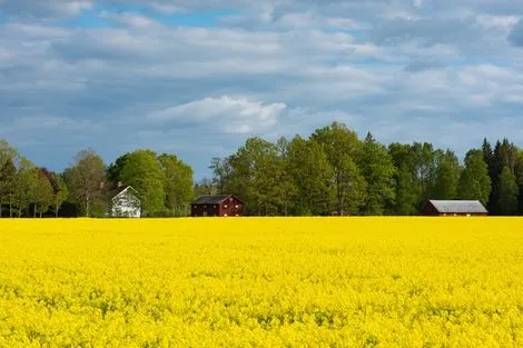 Nature - Circuit Cap sur la Suède Stockholm Suede