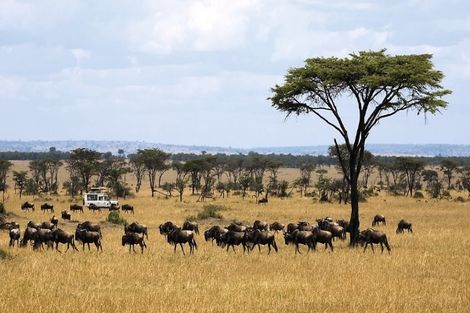 Circuit Safari Serengeti photo 12
