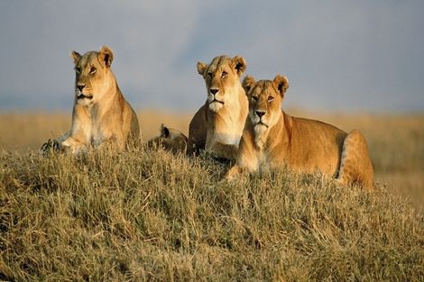 Circuit Safari Serengeti photo 15